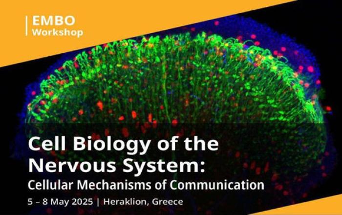 Explore Cellular Mechanisms of Nervous System Communication at the EMBO Workshop in Crete